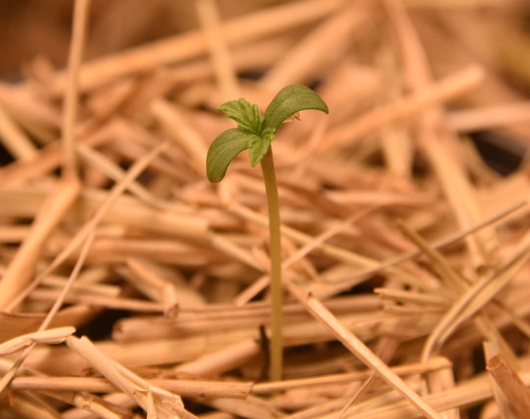 Uma pequena muda da planta Cannabis